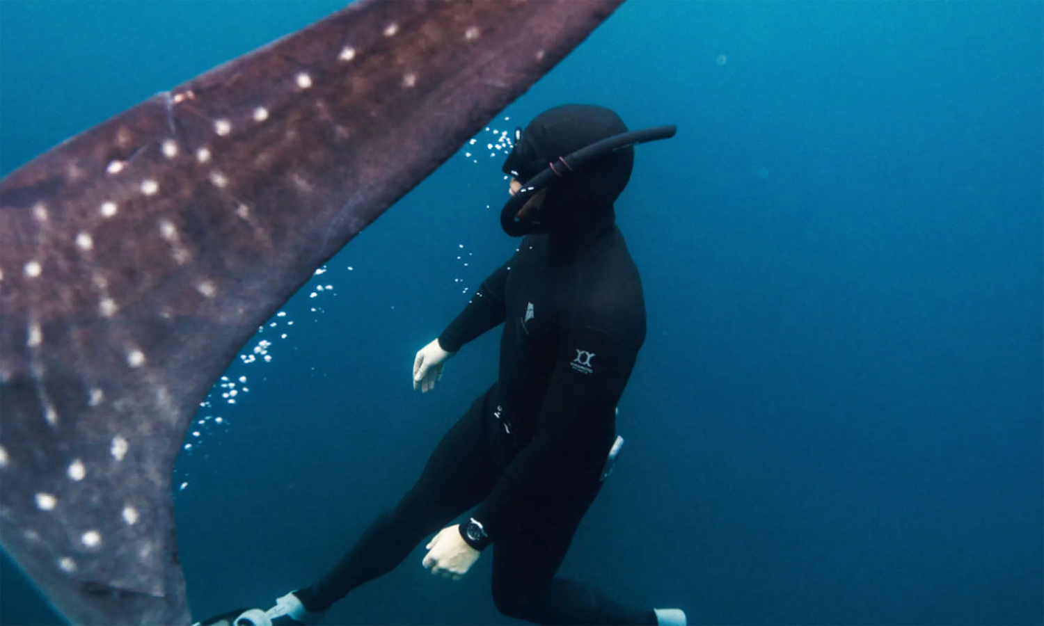 Take It Further: Diving in Indonesia's Underwater Paradise