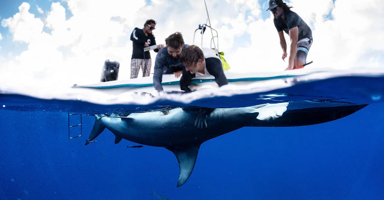 BREMONT ADOPTS GREAT HAMMERHEAD SHARK WITH SUPPORT FROM BIMINI SHARK LAB
